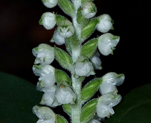{Goodyera pubescens}